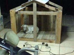 Wooden Pallet Dog House
