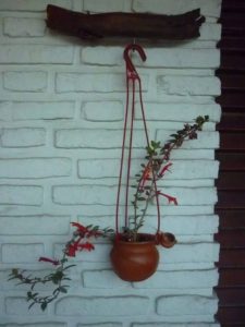 Hanging Plant Art