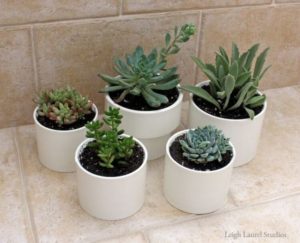 Succulents Planter